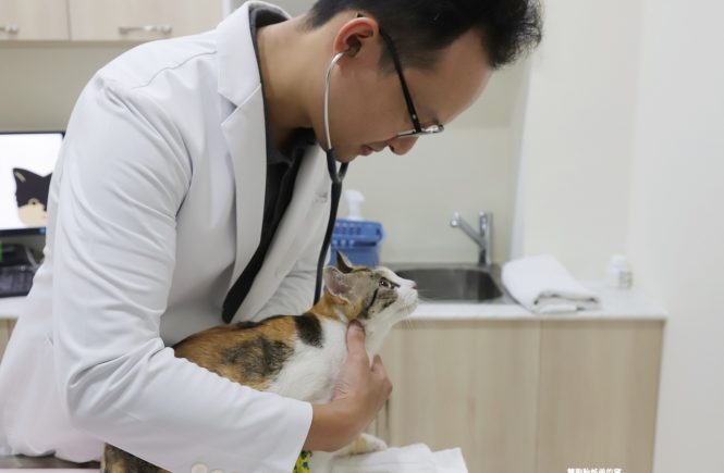 謝妮妮寵物醫院 - 醫師親切 / 超優質的舒適放鬆環境 / 貓咪的貼心醫生