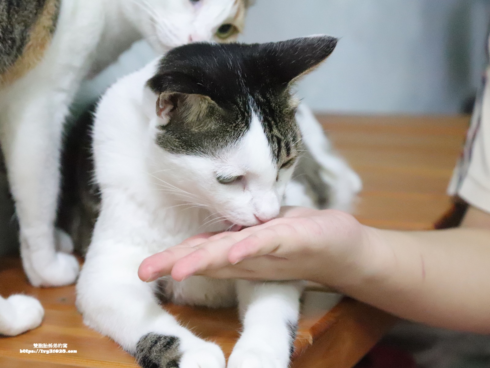 獸醫推薦 - 木入森MORESON固齒麗口滴劑 貓咪最愛的口腔護理小幫手